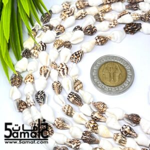 فرع طويل دبل  حبات صدف وقواقع بحر طبيعيه. طول الفرع – في حدود 80 سم مجوز- طبيعي قابل للكسر